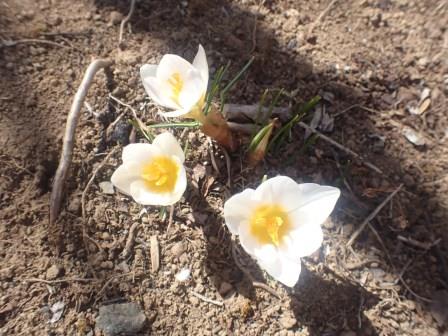 クロッカスの開花