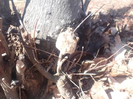 ジュンベリーの株元に蟷螂の卵を発見