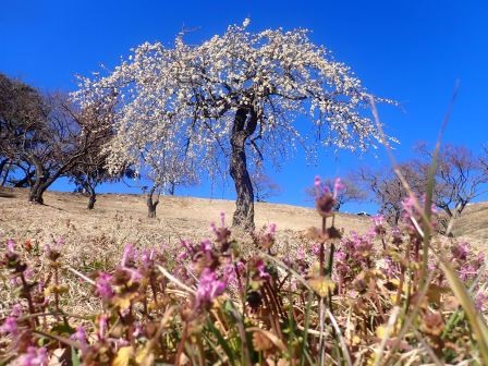 甲斐市敷島総合公園　仏の座に枝垂れ白梅