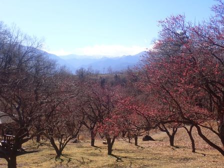 梅林、白根三山、青空