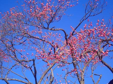 青空に紅梅