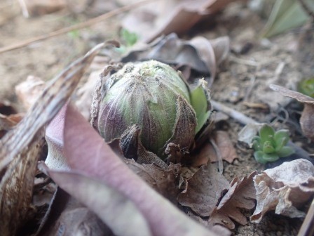 やっと蕗の薹を発見、去年は2月19日