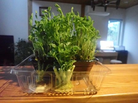 本日3月3日（月）、朝食の卵スープに入った台所菜園の豆苗、手前は大根