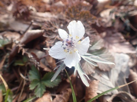 10:23　節分草公園　節分草