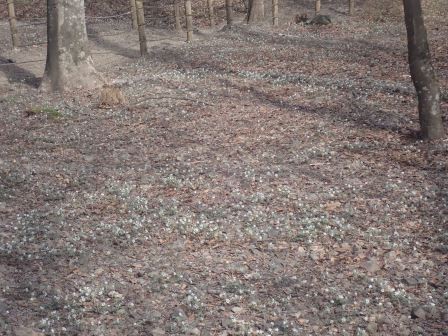 10:27　節分草公園　節分草の群落