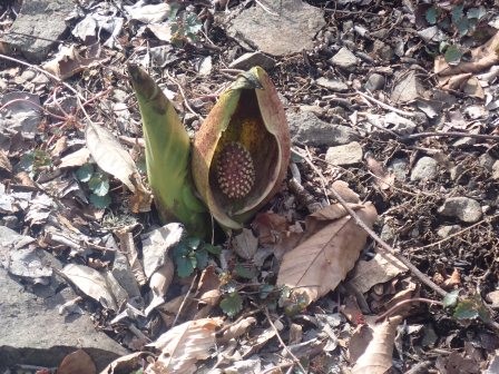 10:32　節分草公園　座禅草