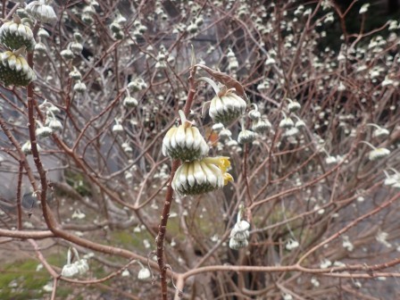 12:40　滝から降りてきて、車道に出ると三又の蕾