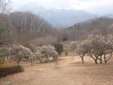 15:15　秩父ミューズパーク　南口近くの百花園の梅と蝋梅は満開<br/>背景は石灰石の採石場がある武甲山