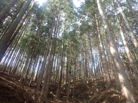 9:34　杉や樅の植林地を行く、遠くにチェーンソーで木を伐採する音