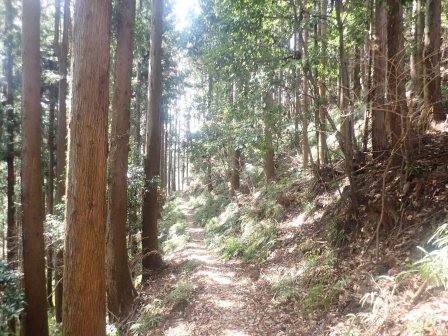 10:28　植林地の間の木漏れ日の中を行く