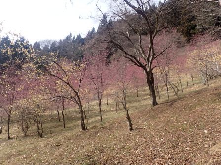 10:43　紅梅と蝋梅