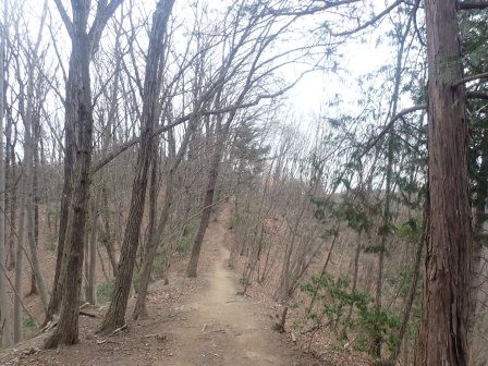 13:43　雑木林を行く