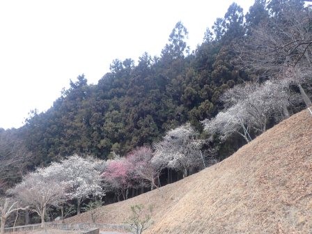 13:53　観景亭の林の白梅に紅梅が一点