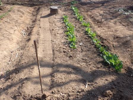 左、春菊の種蒔きと、右、ヒヨドリが啄むこのとがある冬越しの小さな法蓮草