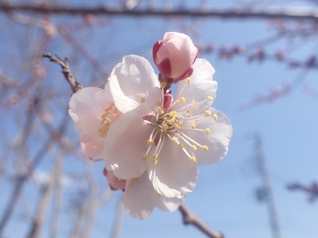梅の開花、去年は16日で1週間遅れ