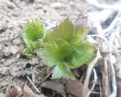 三つ葉の芽吹き