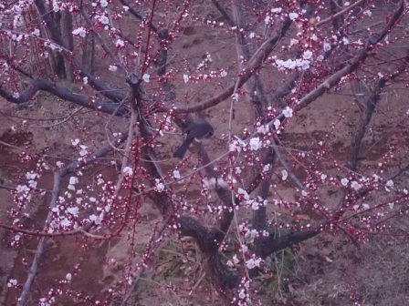 朝5:40　梅の蜜が鵯の朝食