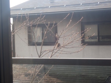 ジュンベリーに雀2羽