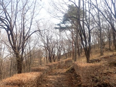 9:41　彼岸桜を見ようと森林学習館の裏手を行く