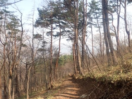 9:47　赤松の間を行く