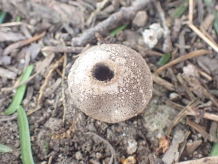 9:58　ホコリタケ