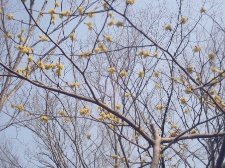 10:10　黄の花、サンシュウユかな？