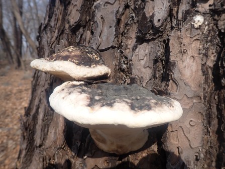 10:18　サルノコシカケ