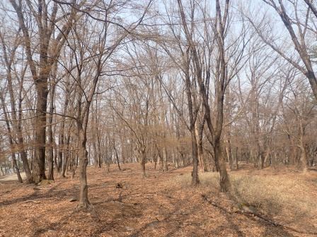 10:33　西の平の紅葉スポットは冬枯れ