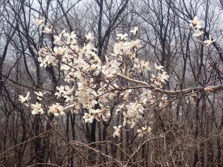 10:53　石の道の広場のお目当てのコブシは満開　遠景