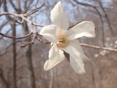 10:54　石の道の広場のお目当てのコブシは満開　近景