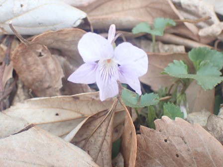 10:54　石の道の広場の菫
