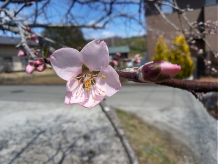 アーモンドの開花
