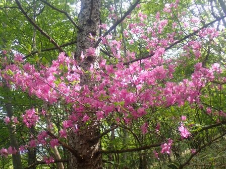 8:57　所々にミツバツツジ	
	 title=