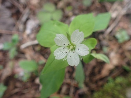 8:59　ワダソウ、ツマトリソウに似ているが、こちらは7弁