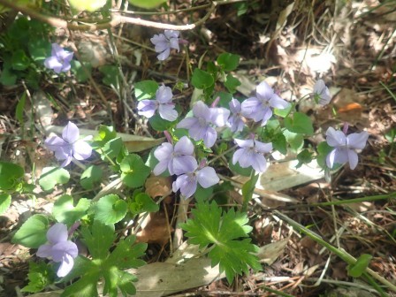 10:13　菫の群落、菫の同定は中々難しい