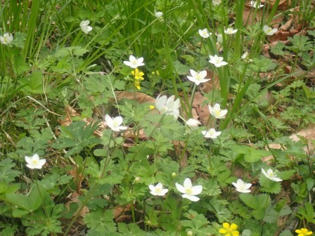11:55　行きではまだ萎み気味だった二輪草が帰りでは開いていた