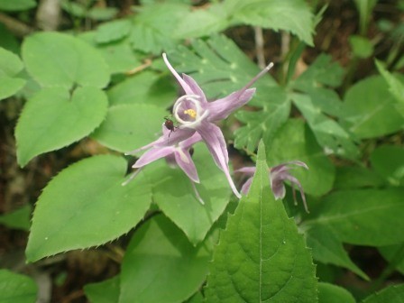 12:04　イカリソウ