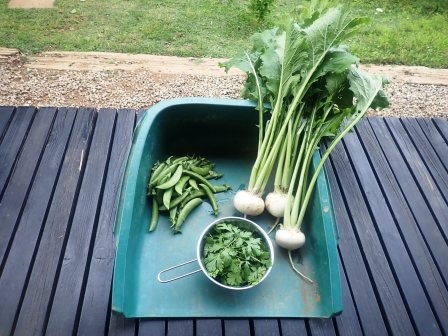 朝の収穫、スナップエンドウ、パクチー、蕪