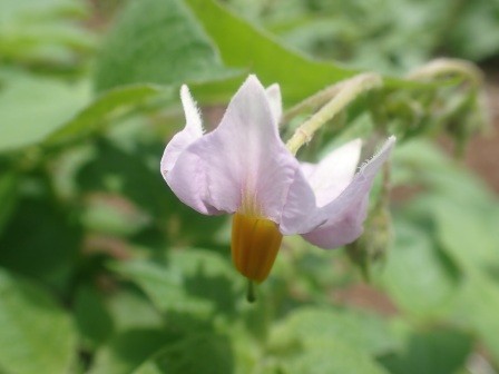 じゃが芋キタアカリ