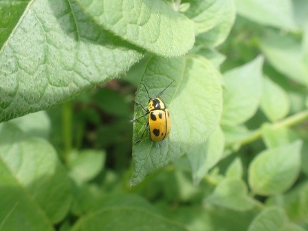 じゃが芋にヤツボシツツハムシ、食草はナラ類とのこと