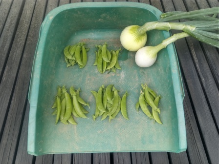 お土産用と自宅用にスナップエンドウと玉葱を収穫