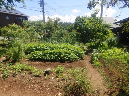 緑濃くなった菜園