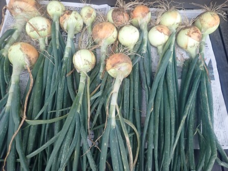 倒伏した玉葱16個を収穫