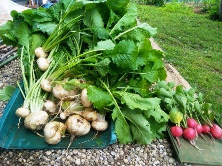 蕪と二十日大根の収穫
