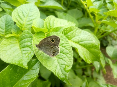 ジャガイモにジャノメシジミ