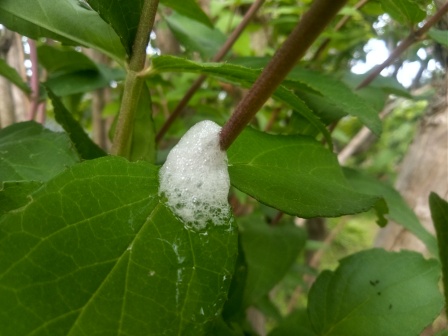 柿にツノゼミの卵かな・・・