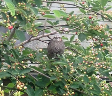 赤く熟し始めたジュンベリーの実にヒヨドリ