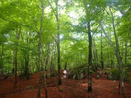 7:59　ハルゼミの唸るような鳴き声に包まれて水楢の森を行く