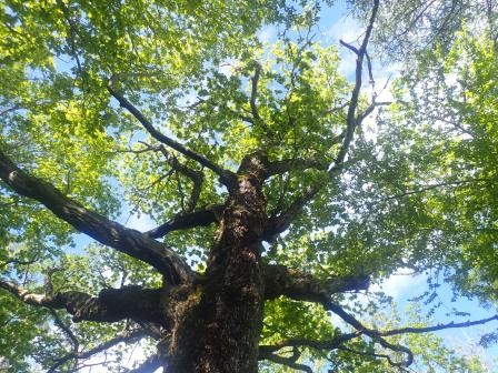 8:30　そそり立つ水楢の大木