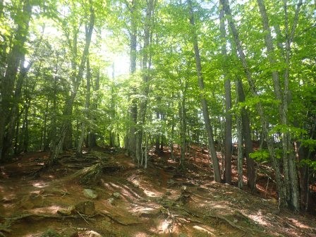 8:33　木漏れ日の降り注ぐ水楢の森
